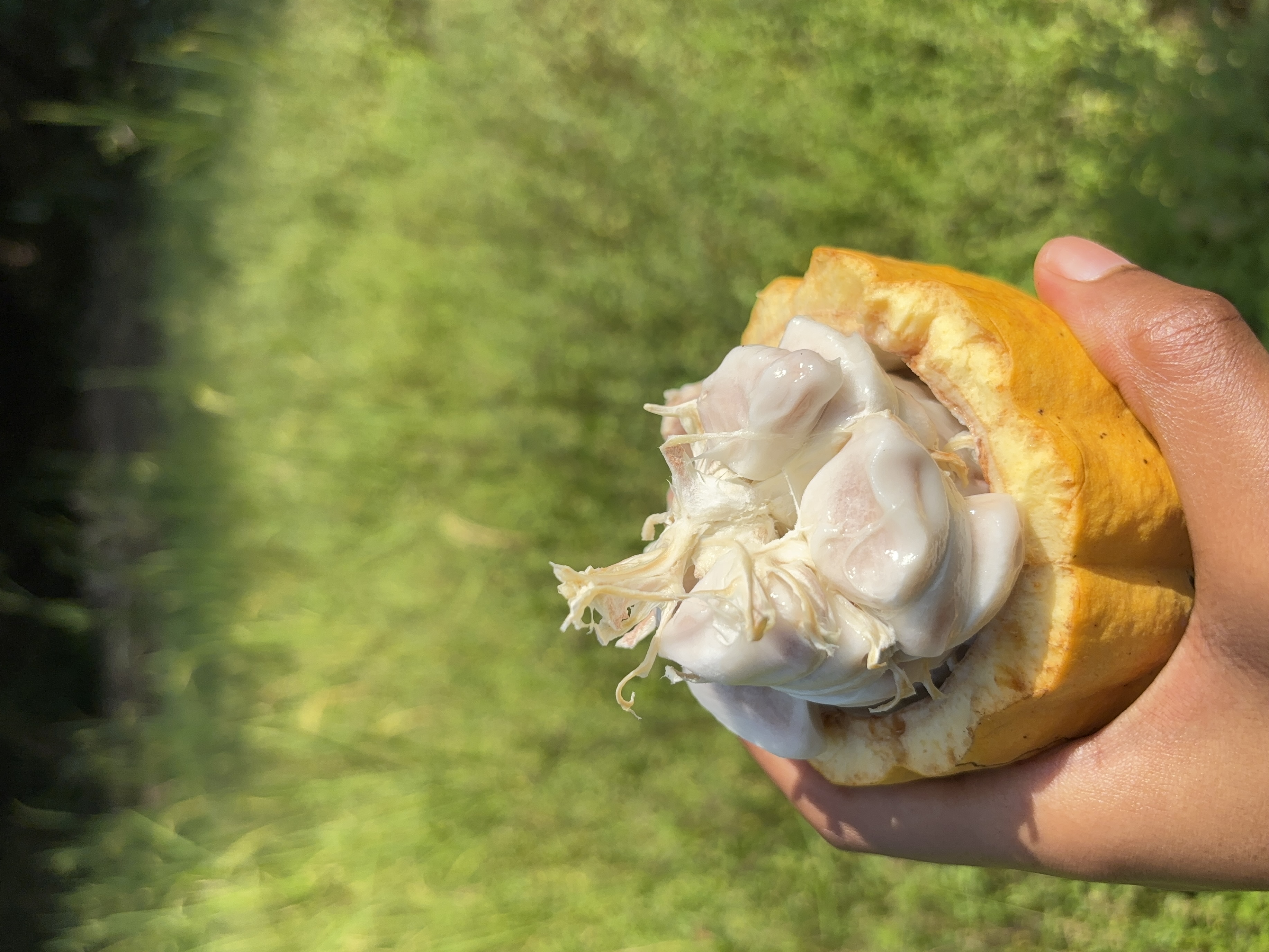 Opened cacao pod revealing white cacao beans inside